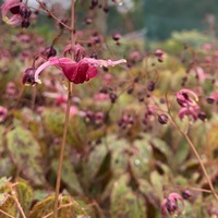 Epimedium  'Pink Champagne'